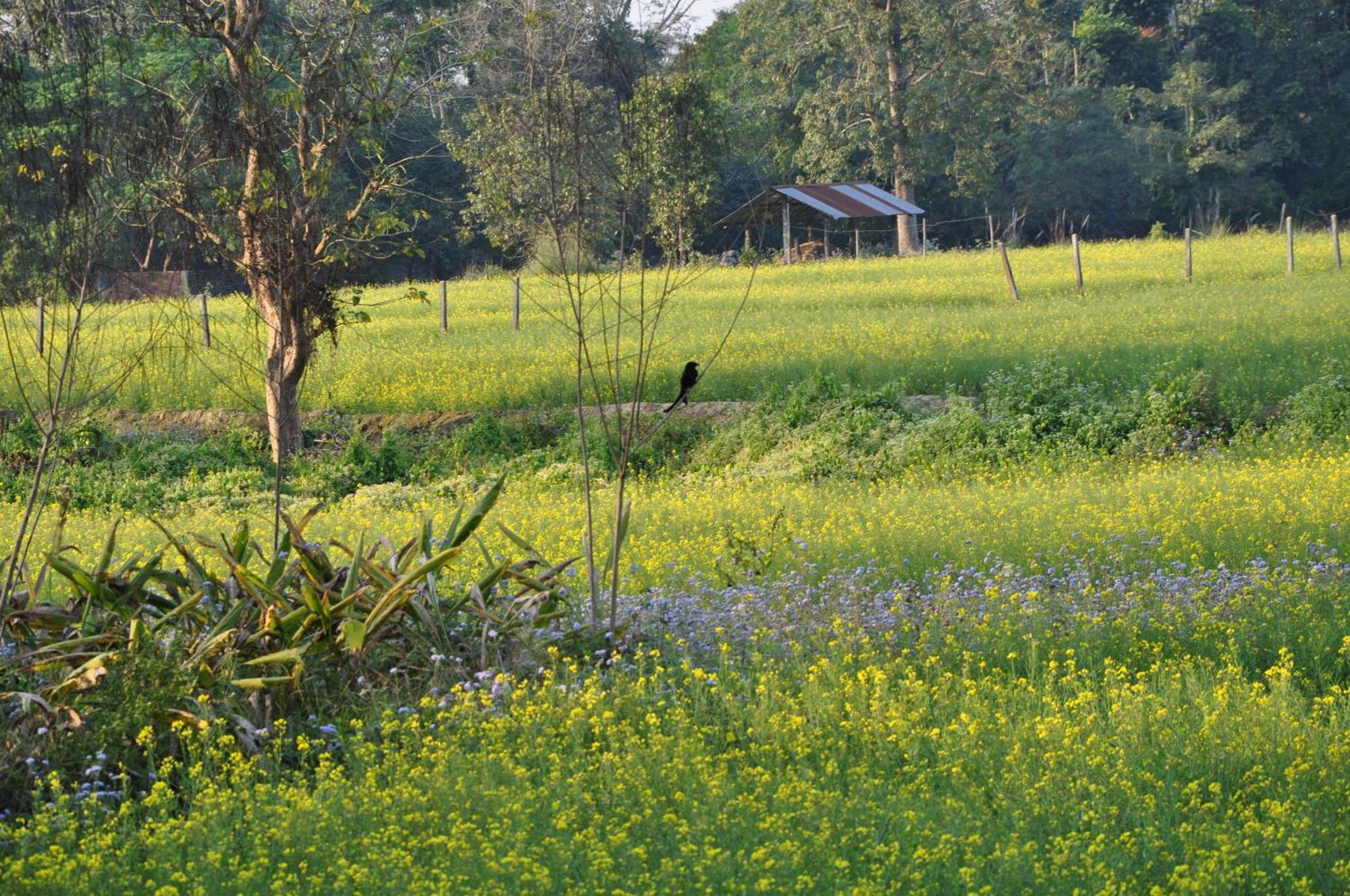 Pemsee'S Tree Town - Eco-Friendly,Tree House Hostel Sauraha Kültér fotó