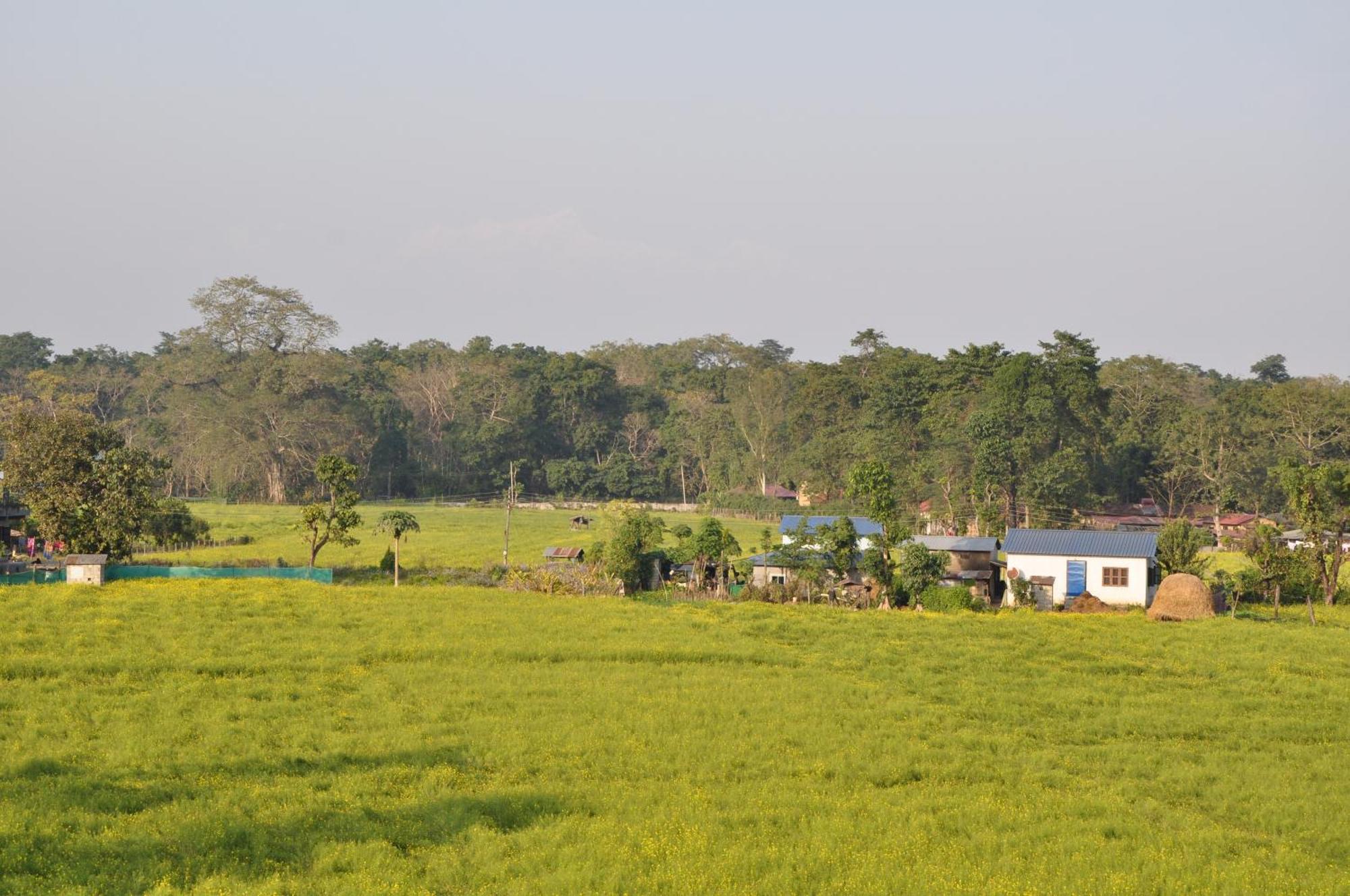Pemsee'S Tree Town - Eco-Friendly,Tree House Hostel Sauraha Kültér fotó